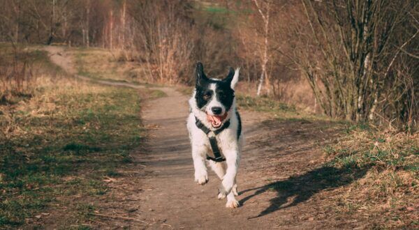 chien noir et blanc qui coure vers la caméra