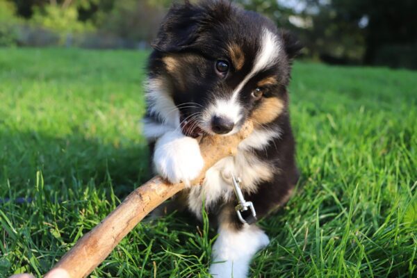 Berger australien chiot qui mange une branche