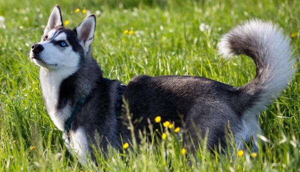 Husky debout dans l'herbe