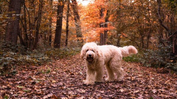 Golden Doodle dans un sentier en forêt à l'automne