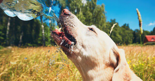 chien boit de l'eau d'une bouteille