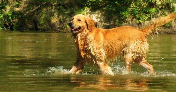 Golden Retriever qui marche dans l'eau