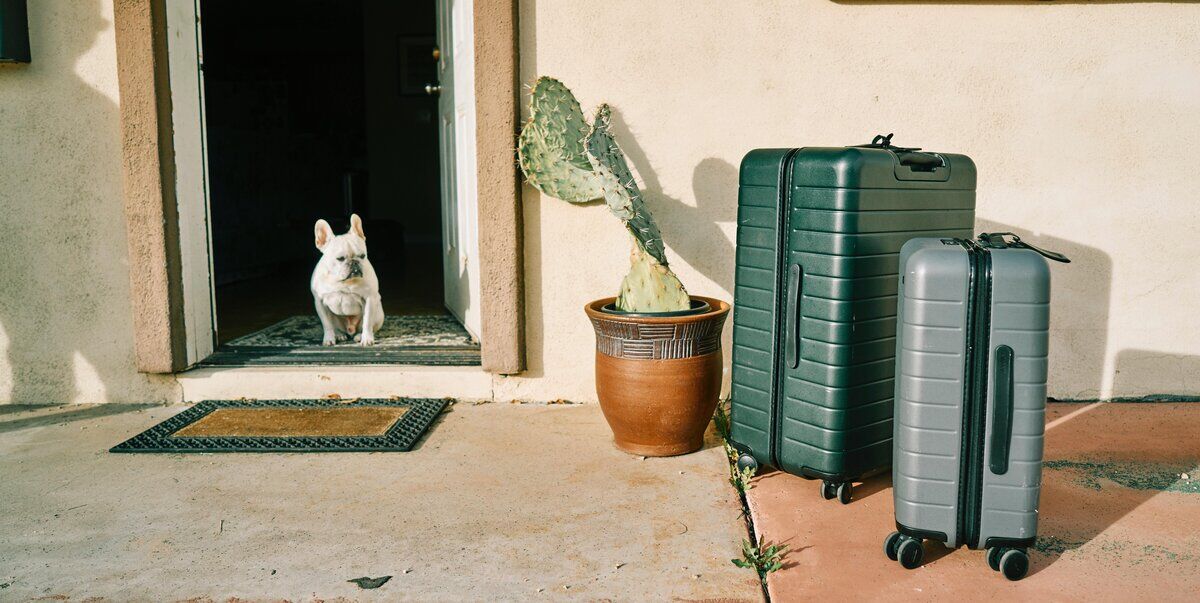 Chien french bulldog avec valises