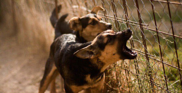 2 chiens qui jappent près d'une clôture