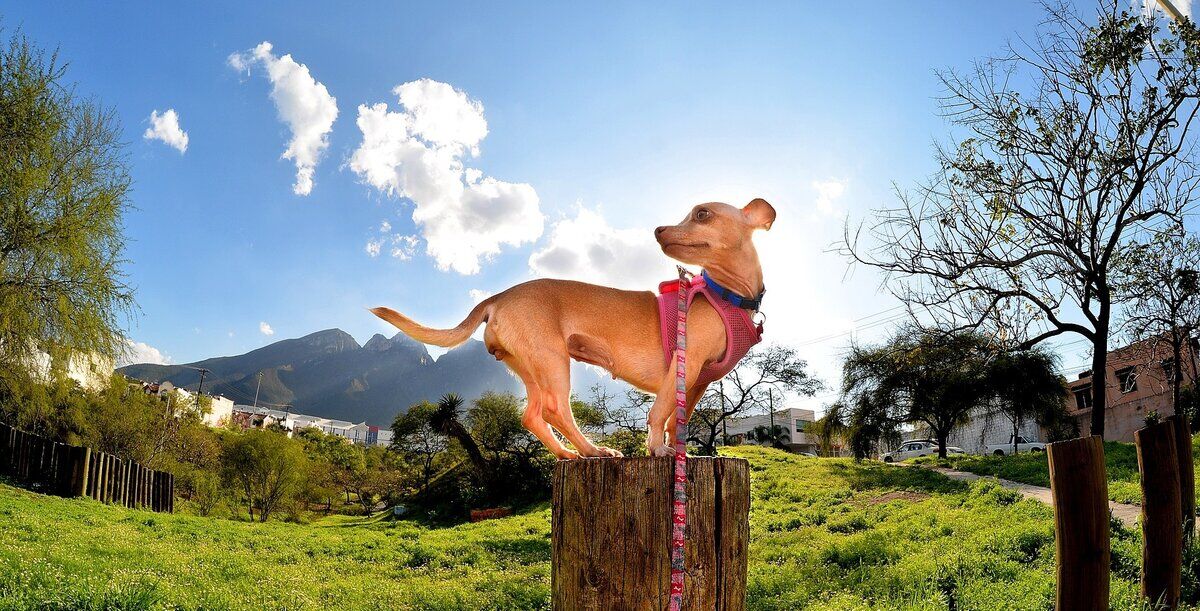 chihuahua les 4 pattes sur une bûche