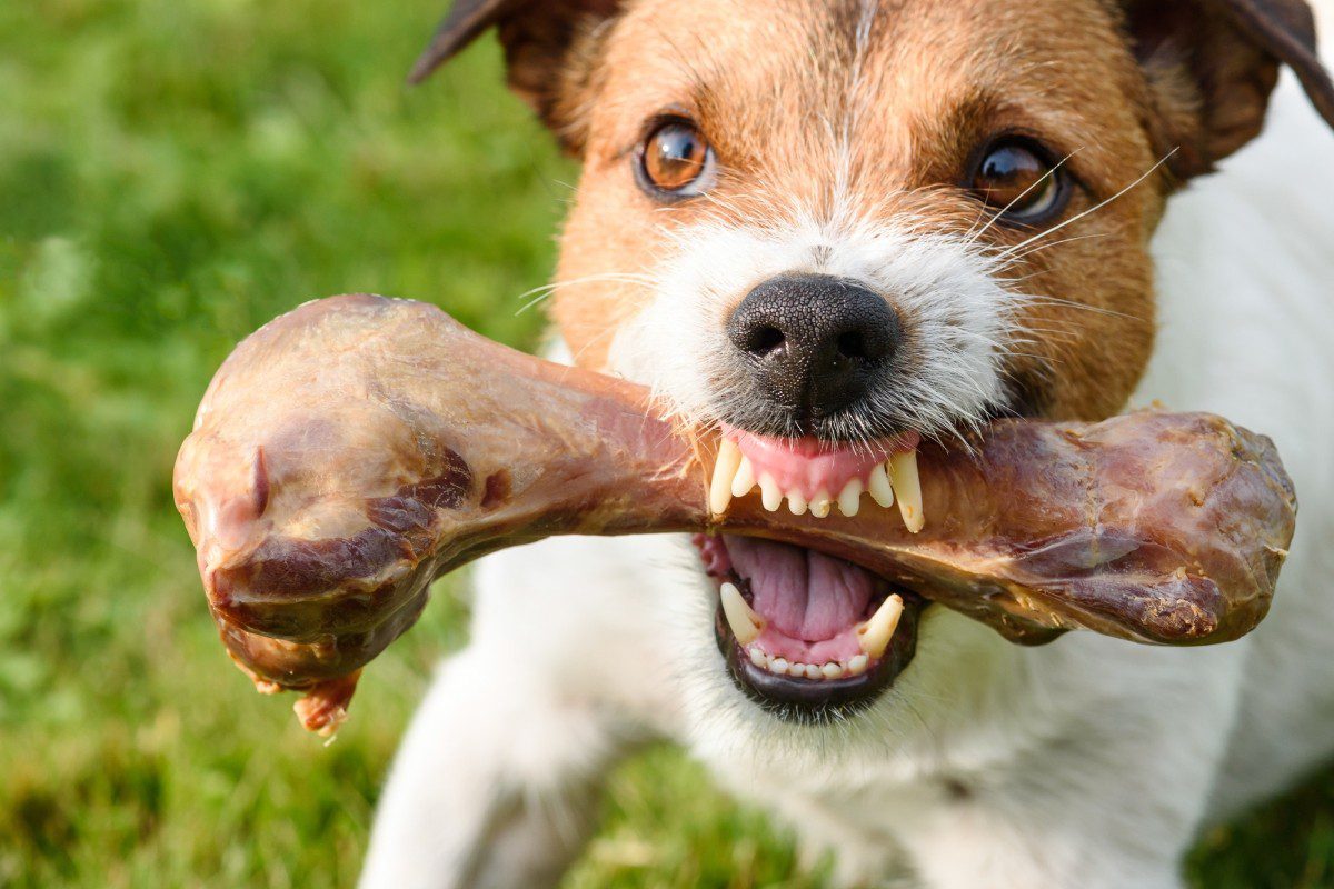 Introduction à la protection de ressources chez le chien