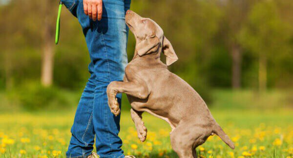 Personne avec un chiot braque à l'extérieur