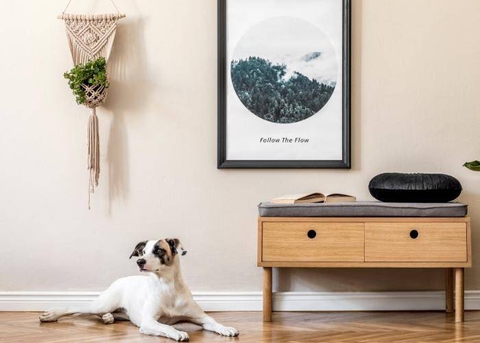 Le «Décroche» pour que ton chien reporte son attention sur toi