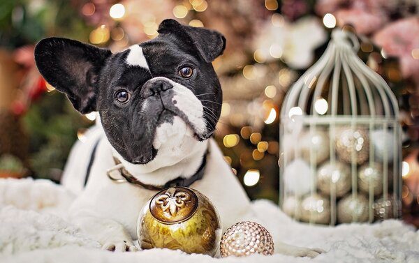 bulldodg français couché parmis des décoration de Noël