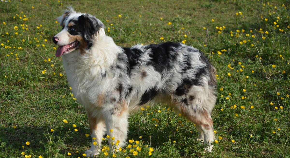 Berger australien debout vu de côté dans l'herbe l'été