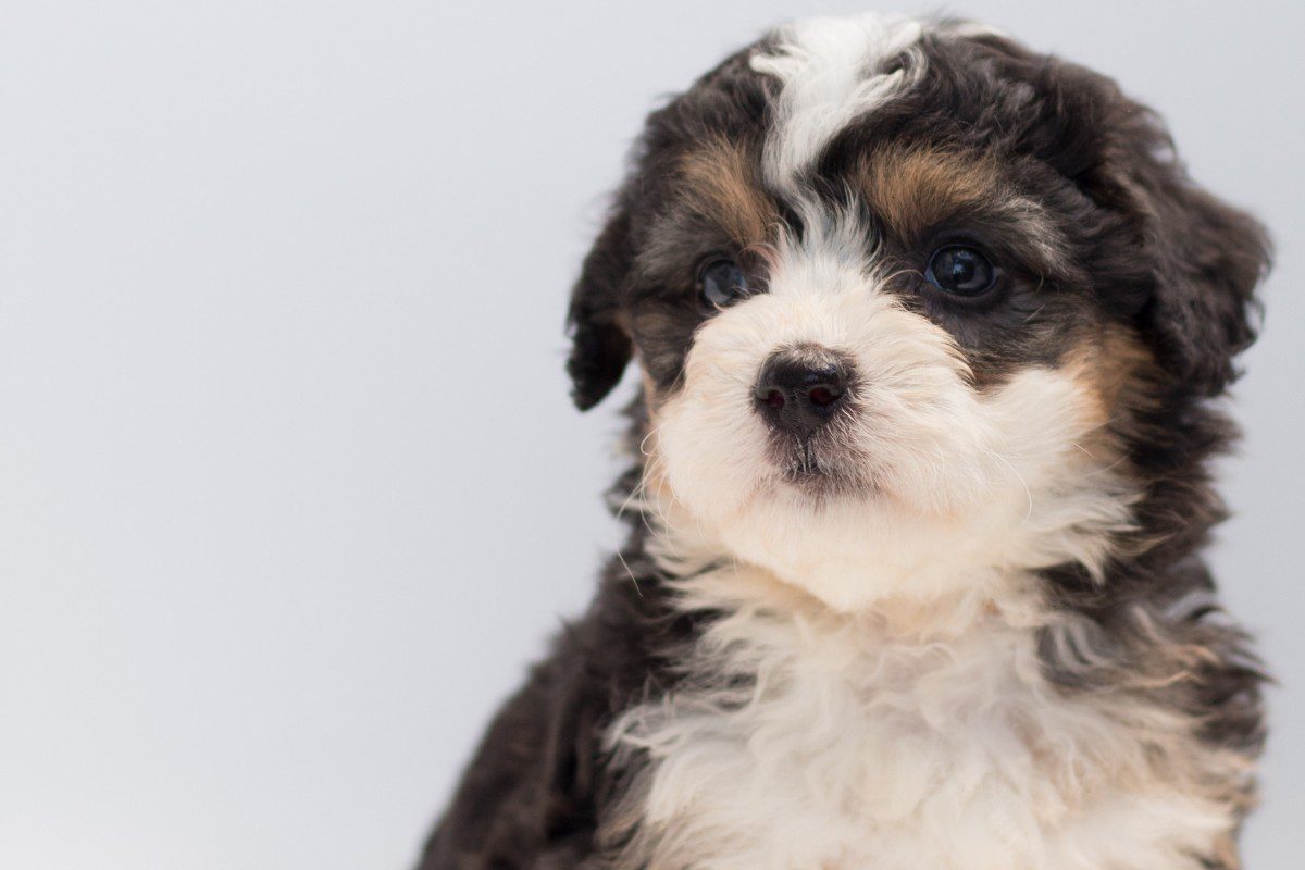 L’incontournable cours de maternelle pour chiots