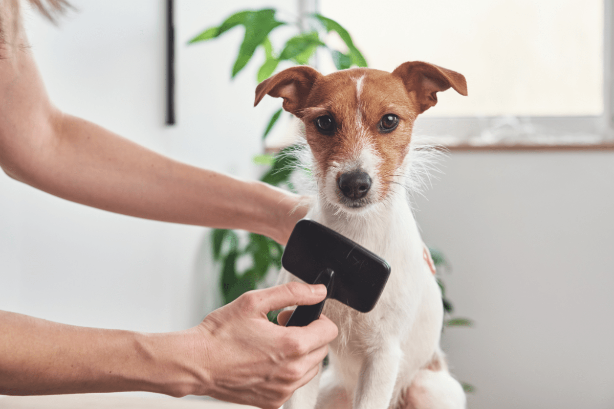 Introduire ton chien aux manipulations