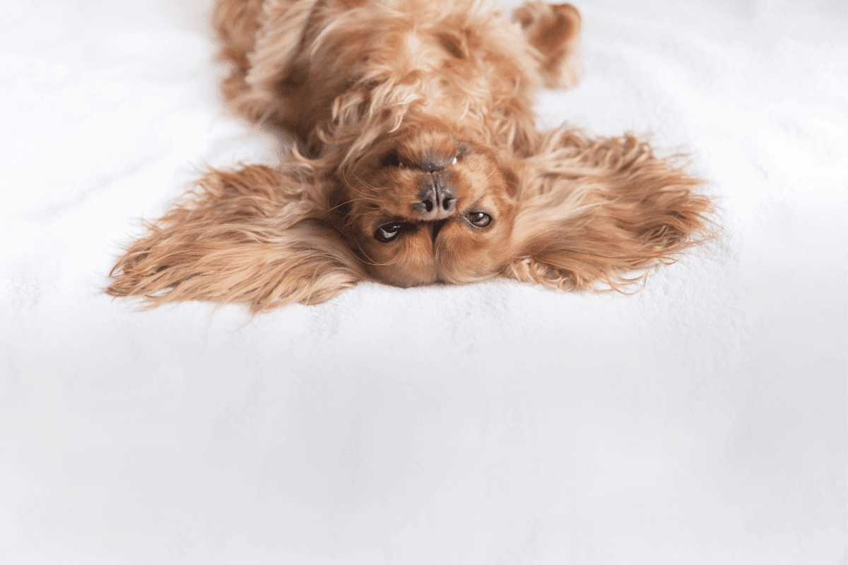 Top 3 des jeux pour avoir un chien calme