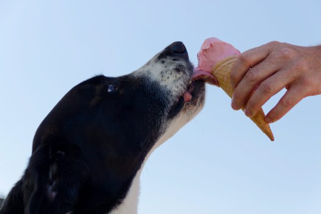 Adresses dog-friendly pour labrador qui mange une crème glacée rose