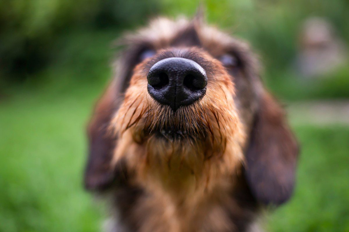 Le «Touche» pour obtenir l’attention de son chien