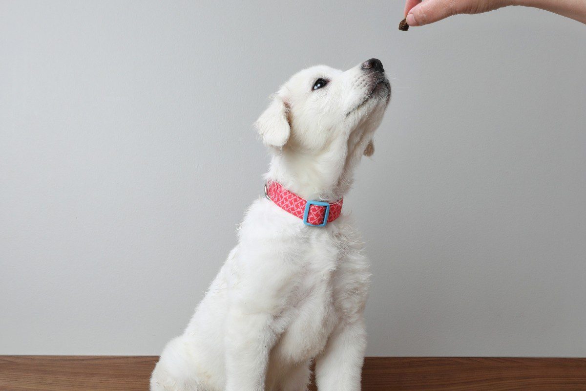 Apprendre le assis et l’auto-contrôle à son chien