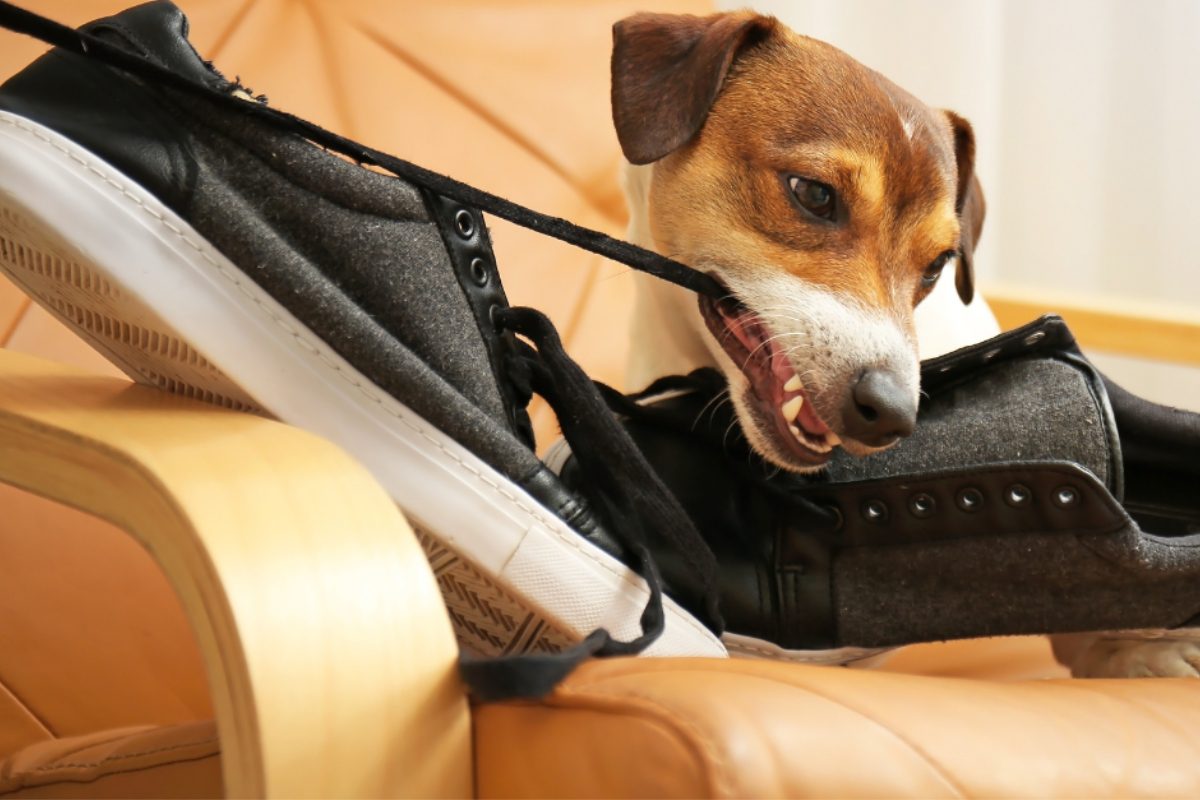 Mon chien protège des objets volés ou trouvés