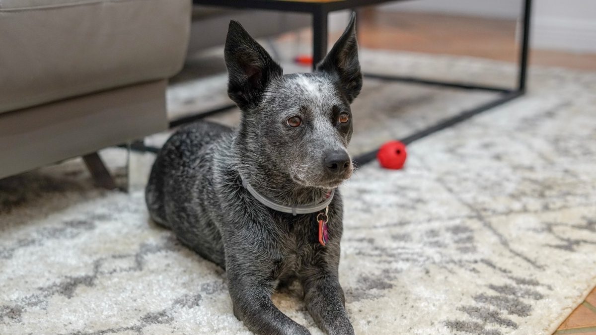 Apprendre à son chien à se coucher