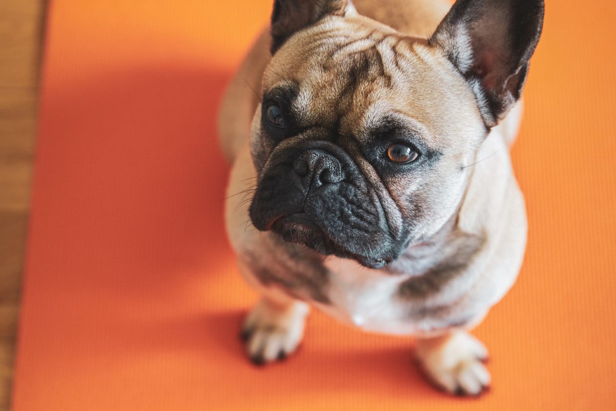 Apprendre à mon chien à rester sur son tapis