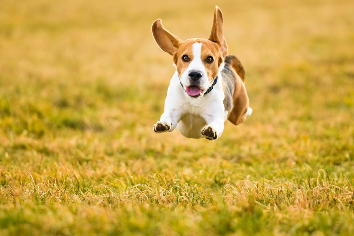 Apprendre le rappel à son chien