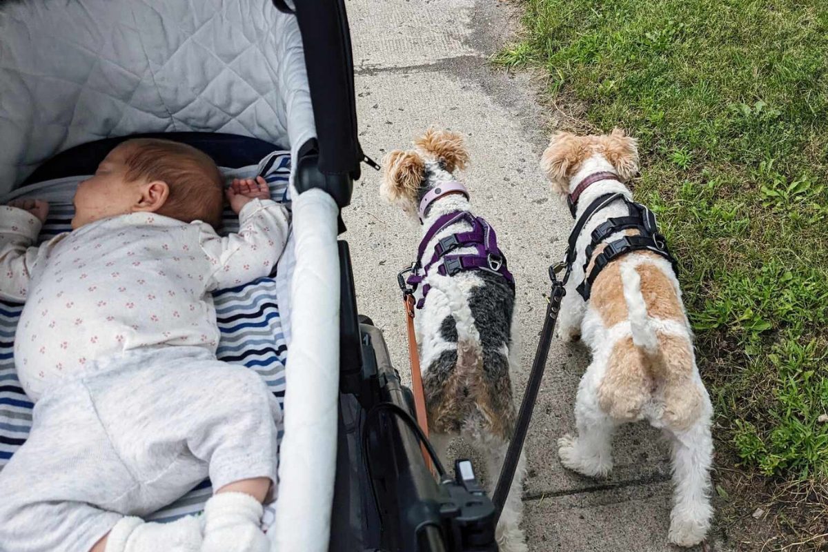 Bébé et chien: Cohabitation de 0 à 24 mois