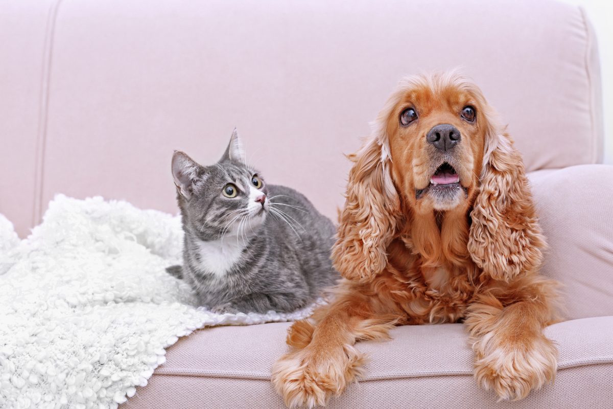 Cohabitation réussie entre chien et chat