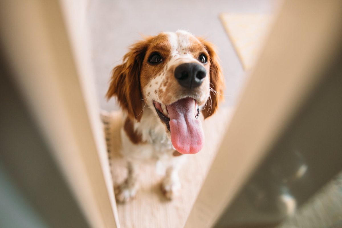 Traitement et désensibilisation de l’anxiété de séparation