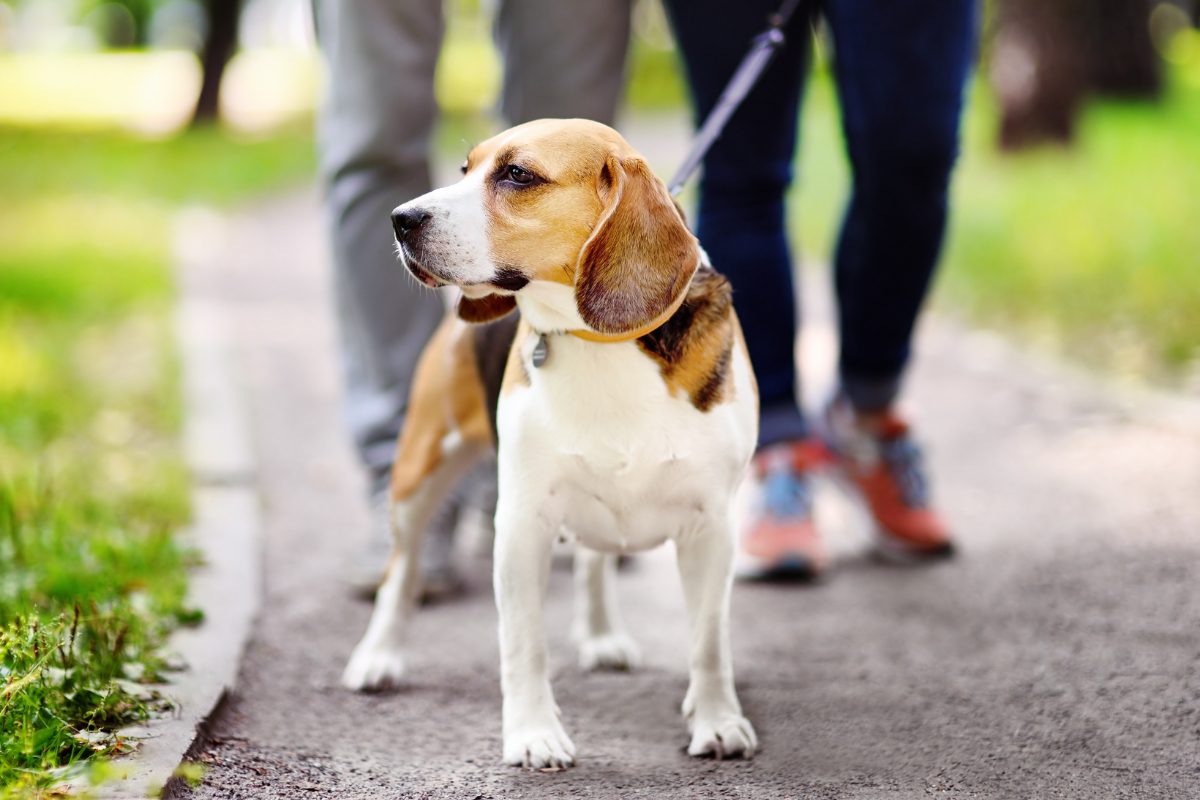 Apprendre la marche en laisse à un chien qui tire