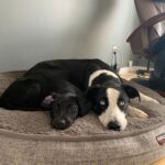 deux chiens couchés sur un grand tapis au sol