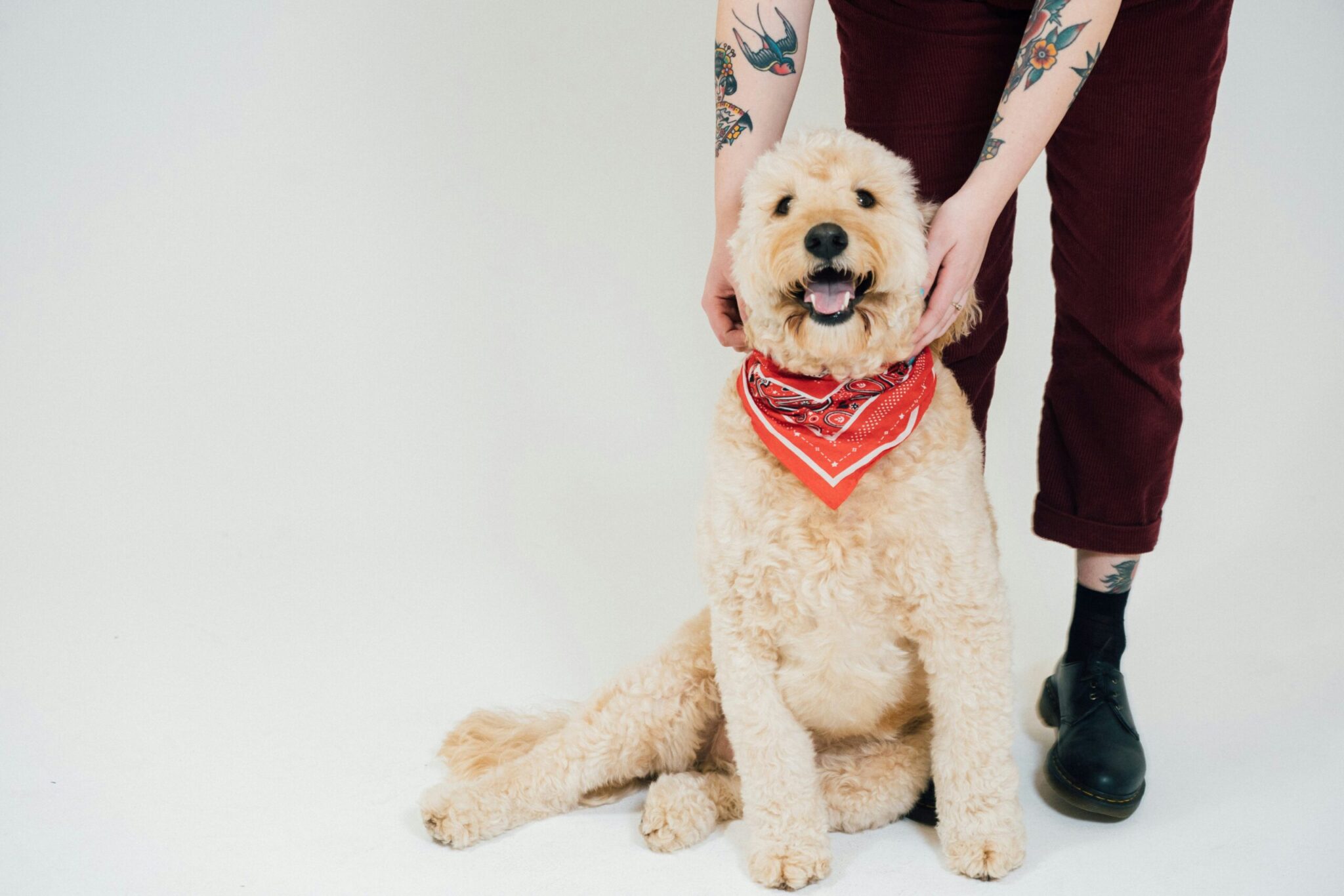 humain qui flatte un golden doodle avec bandana rouge