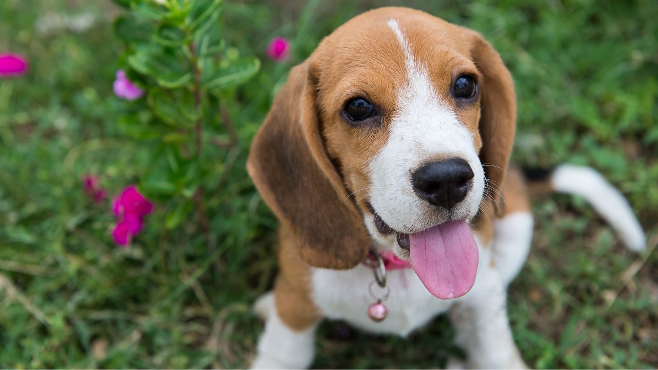 chiot beagle dans des fleurs roses