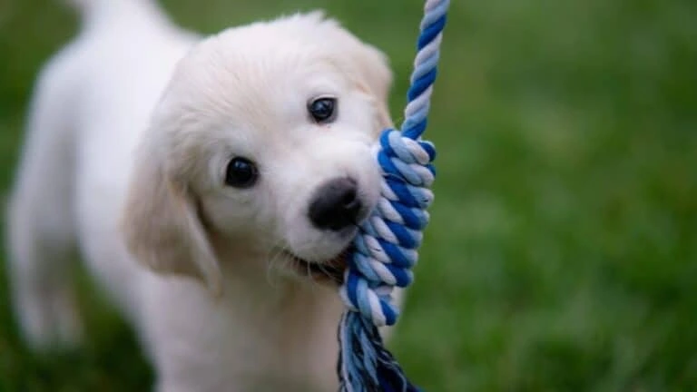 Chiot golden retriever avec tug bleu et blanc en gueule