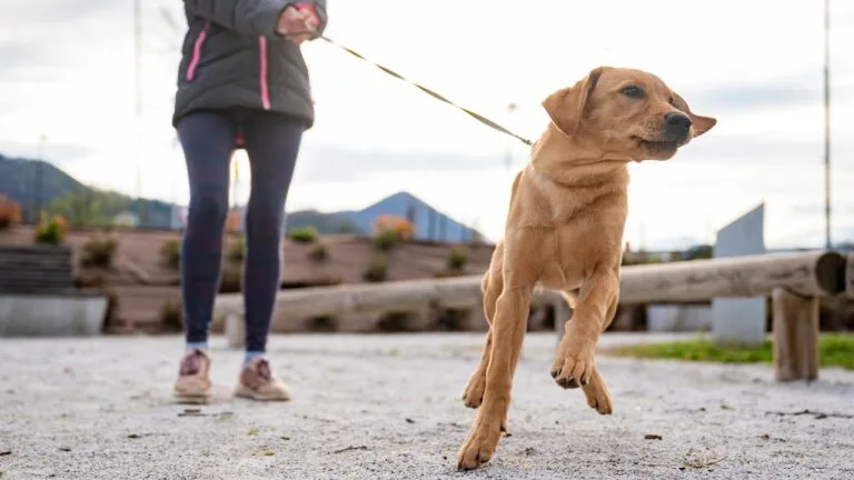 chien labrador qui tire en laisse