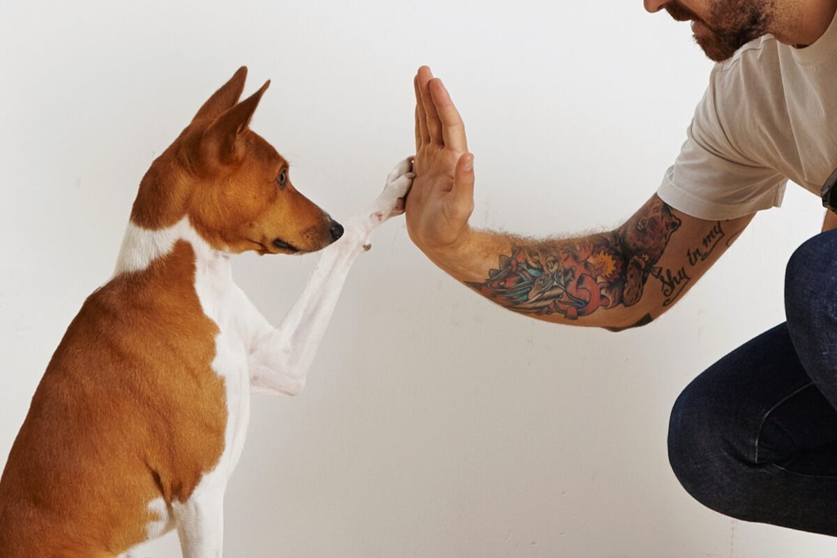 Les bases pour réussir l’entraînement de ton chien