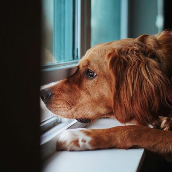 Chien avec anxiété de séparation qui regarde par la fenêtre