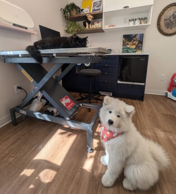 Avancé: AIDER vos clients en clinique vétérinaire 5 minutes top chrono