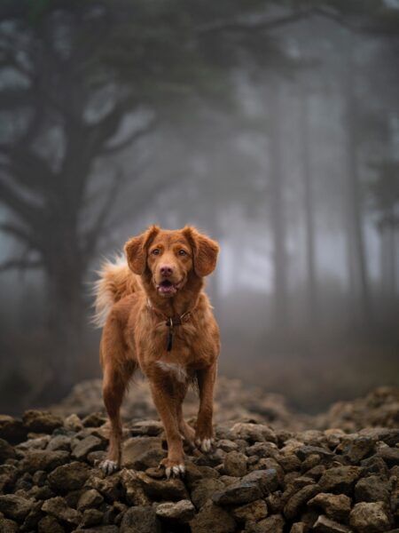 chien en forêt
