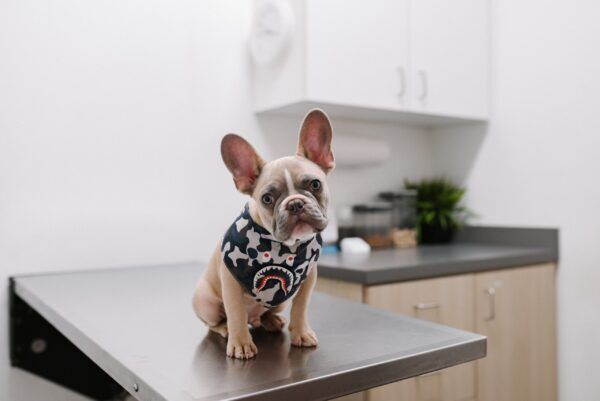 Vaccinations du chiot et maternelle