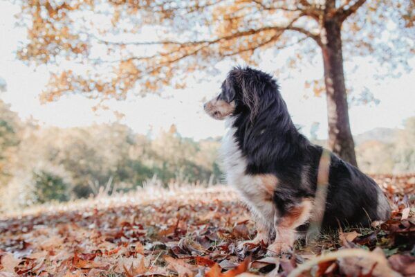 vermifuges pour chiens
