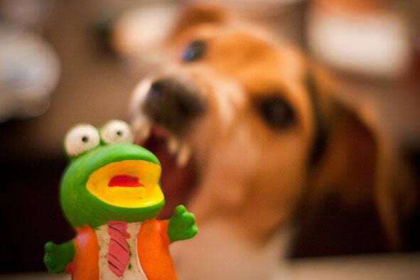 Chien agressif qui mord un jouet