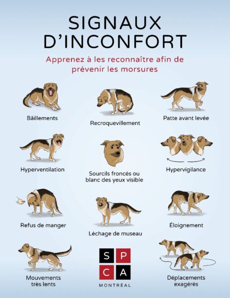 Signaux d'inconfort - SPCA