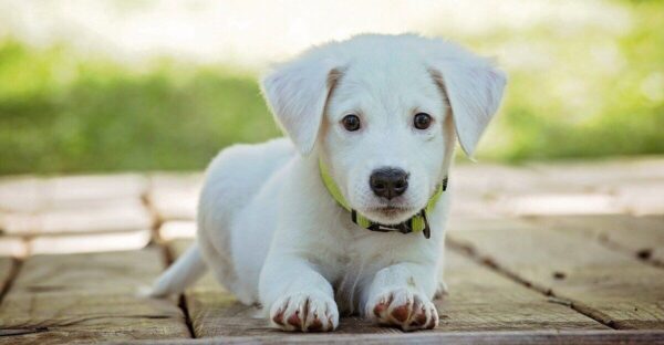 Chiot golden retriever couché