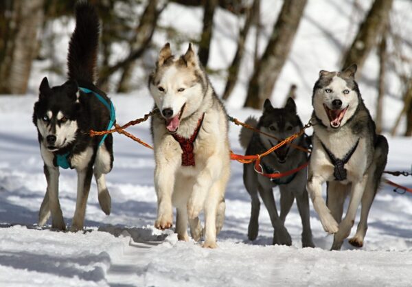 Groupe de husky en traineau