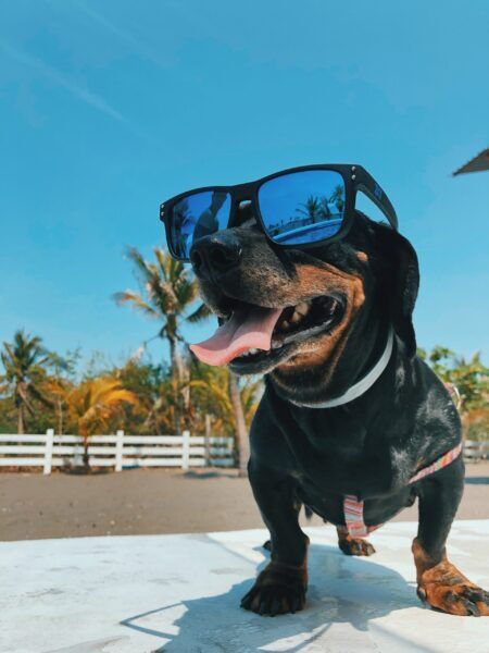 rafraîchir son chien en été