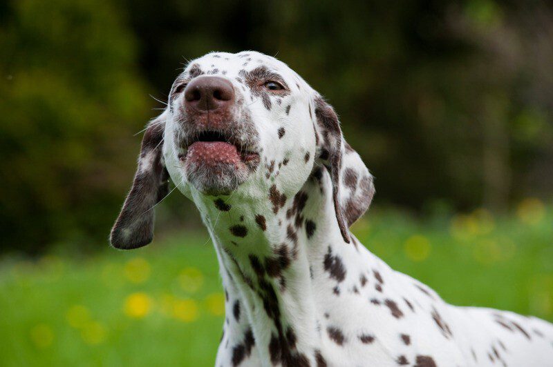 Dalmatien qui jappe à l'extérieur