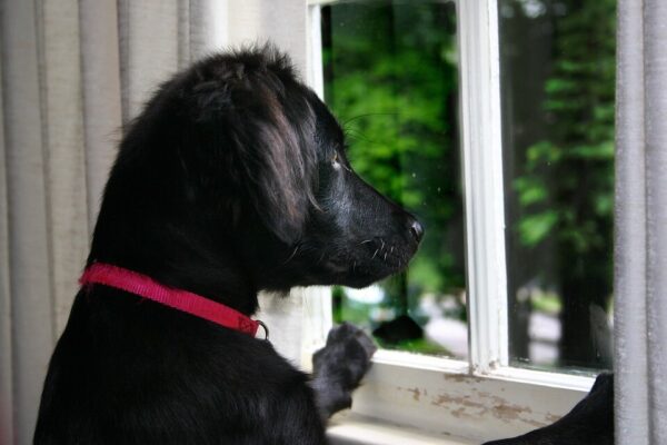 Chien noir fenêtre