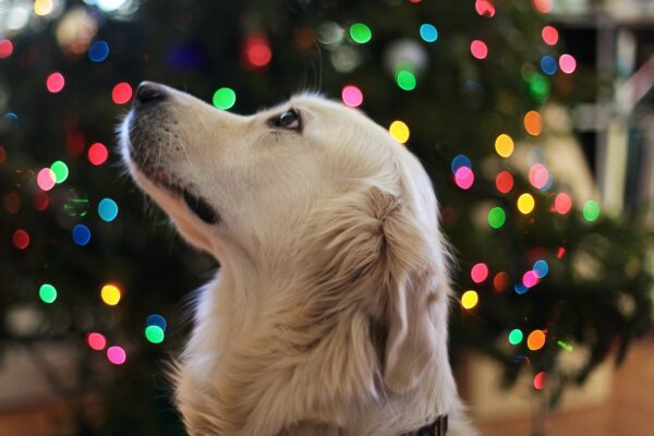 golden retriever devant un sapin de noël illuminé