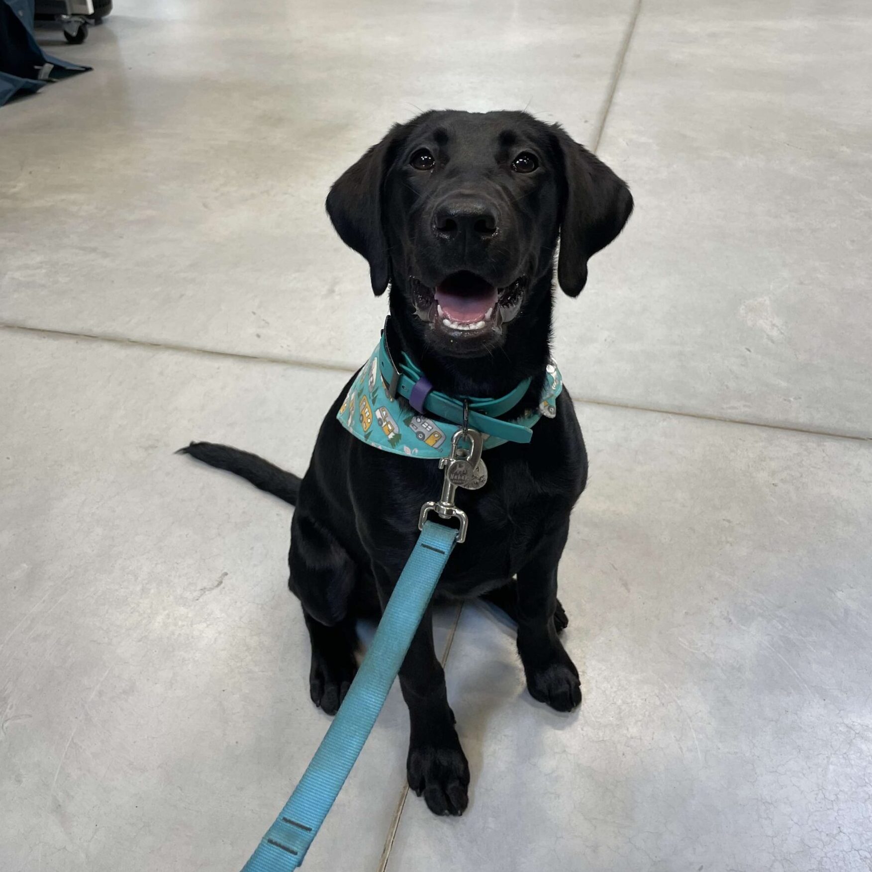 Labrador noir dans magasin sport