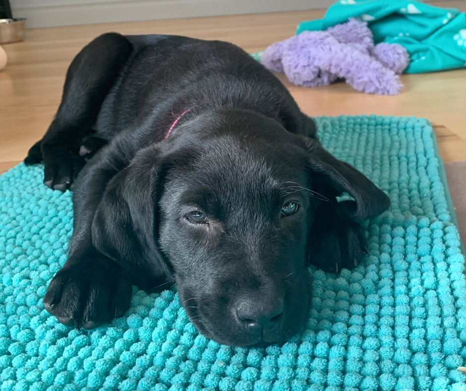 chiot labrador couché sur un tapis turquoise