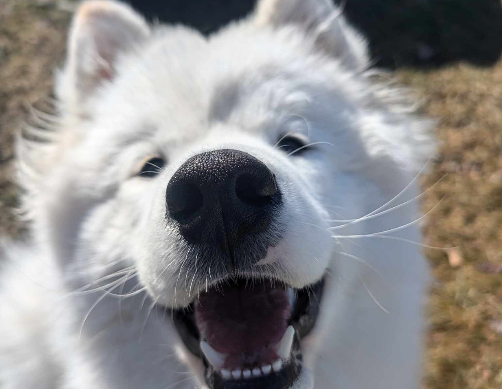Chiot samoyède qui sourit
